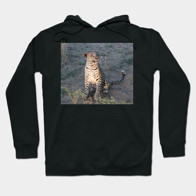 Watchful leopard cub Hoodie by HazelWright